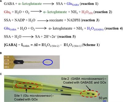 A Novel Microbiosensor Microarray for Continuous ex Vivo Monitoring of Gamma-Aminobutyric Acid in Real-Time